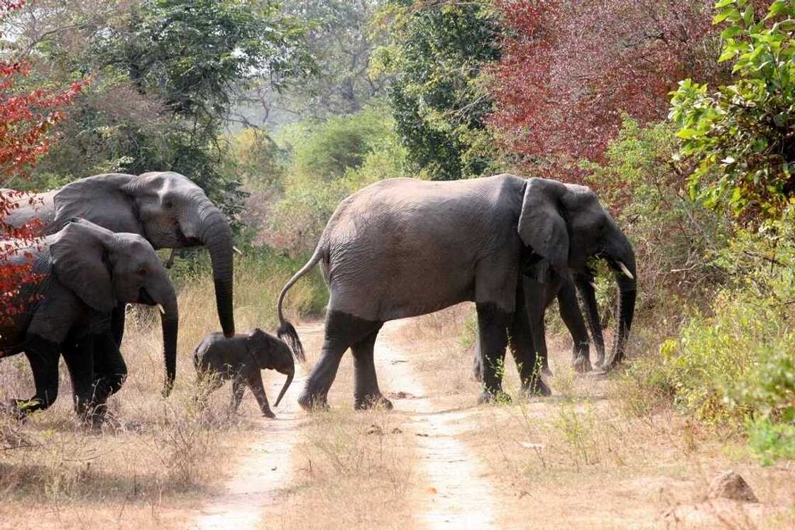 Yankari Game Reserve Yankari Game Reserve