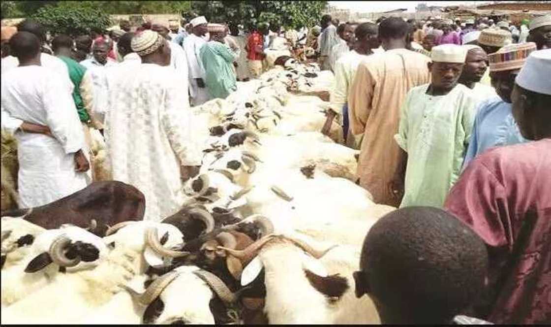 5 cheapest cattle markets in Nigeria 5 cheapest cattle markets in Nigeria
