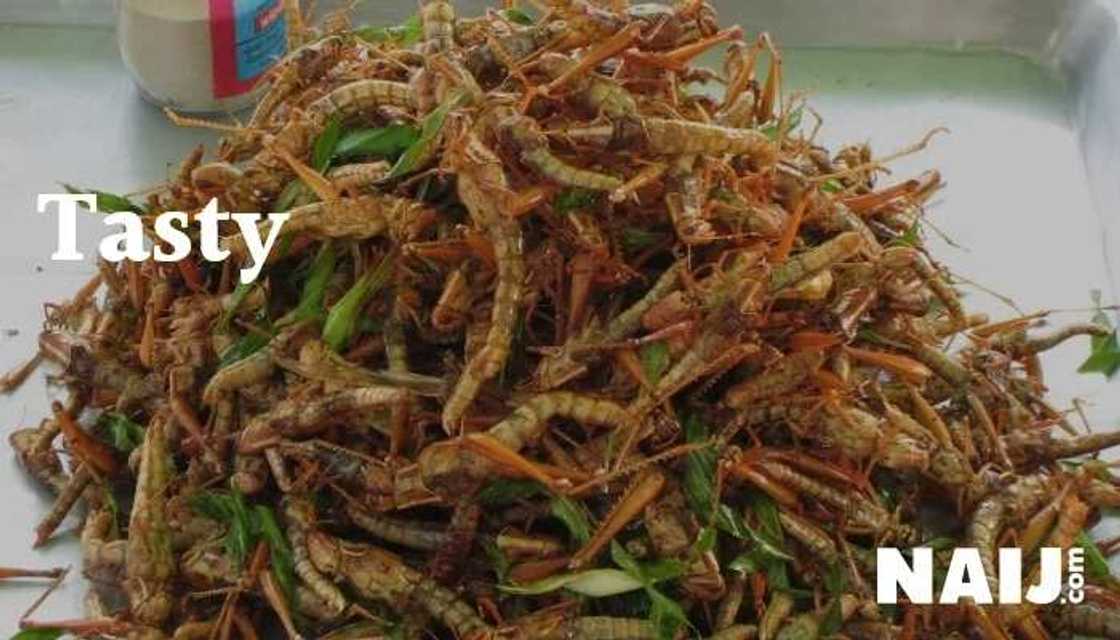 5 delicious insects Nigerians eat as delicacy (photos) 5 delicious insects Nigerians eat as delicacy (photos)