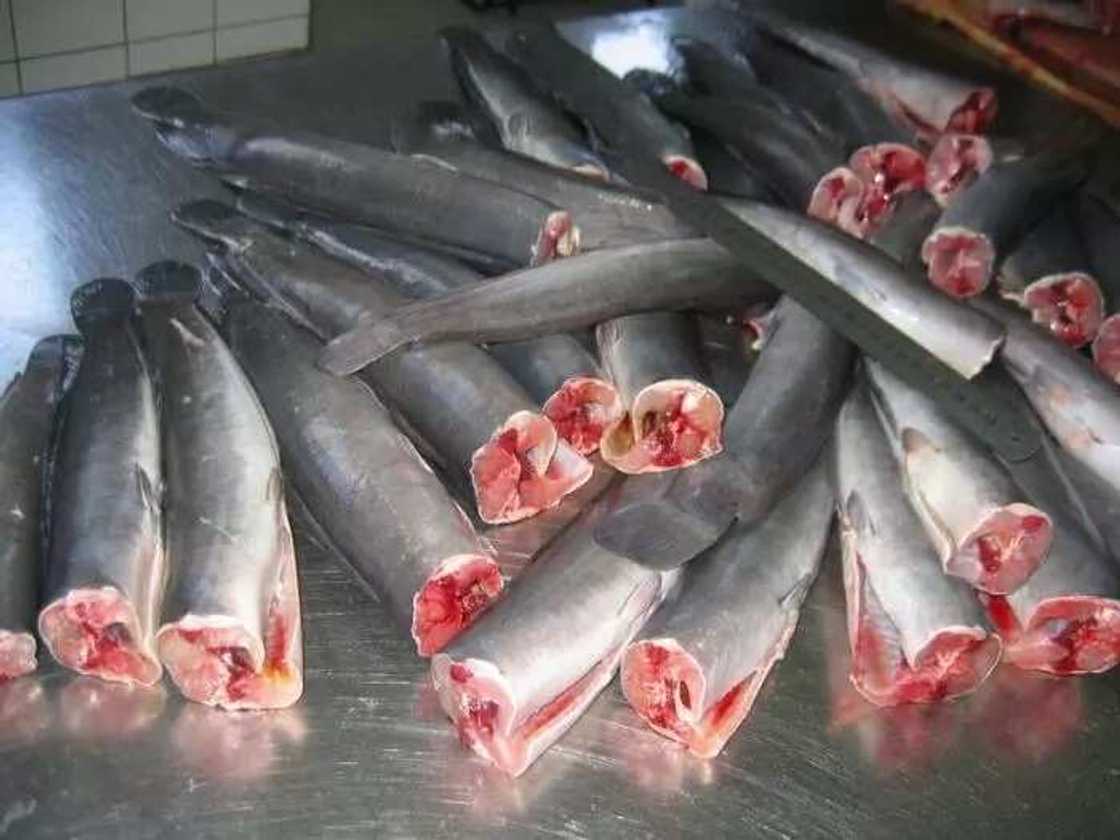 Catfish Catfish