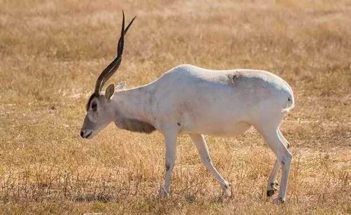 addax addax