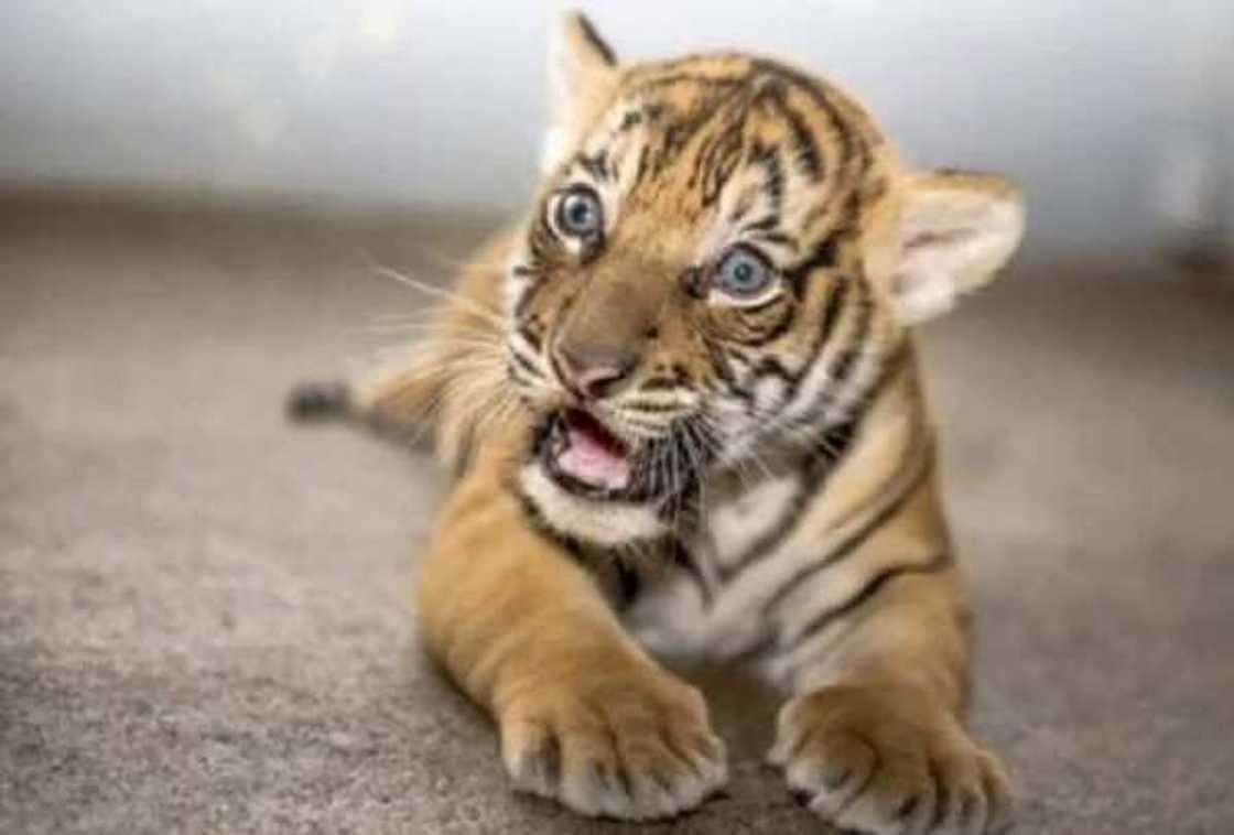 Igbinedion gives Oba of Benin 7-month tiger (photo)