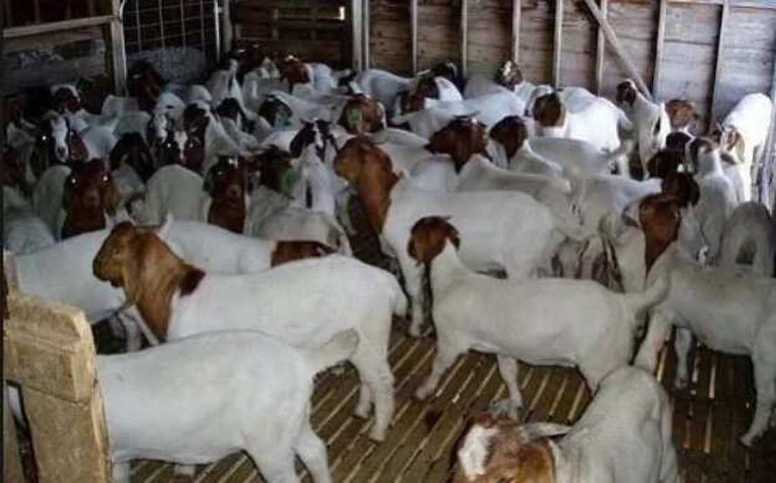 Karanta anfani 5 da naman akuya yake yi cikin jikin dan adam Karanta anfani 5 da naman akuya yake yi cikin jikin dan adam