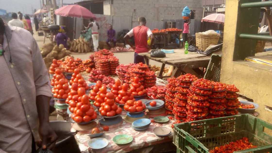 Jos and Benue tomatoes