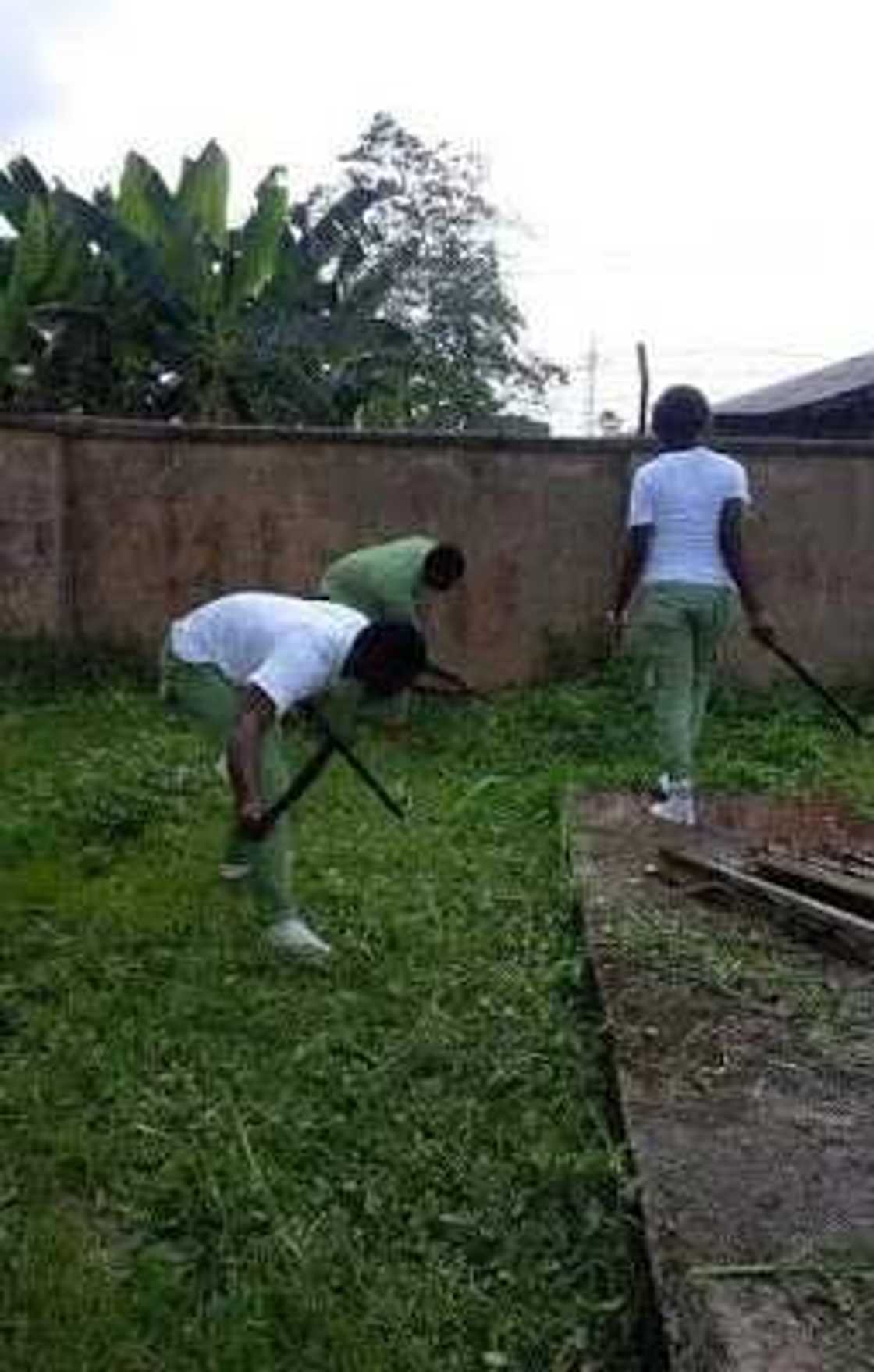 Corps Members Forced To Weed Before Clearance (Photos) Corps Members Forced To Weed Before Clearance (Photos)