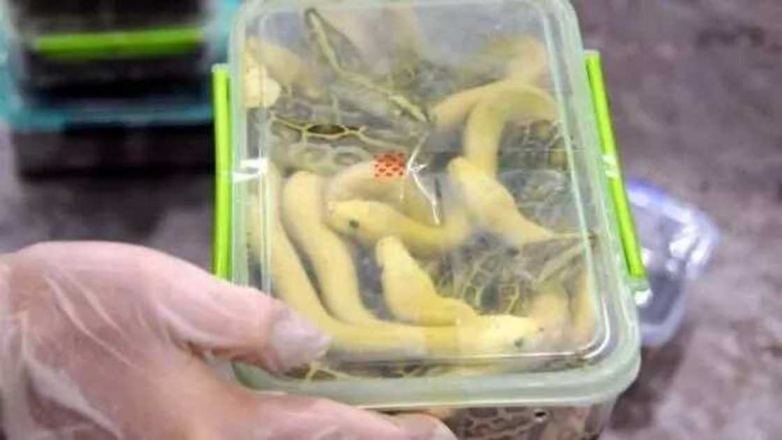 Wani fasinja ya shiga jirgin sama jakar shi cike da macizai da kunamu Wani fasinja ya shiga jirgin sama jakar shi cike da macizai da kunamu