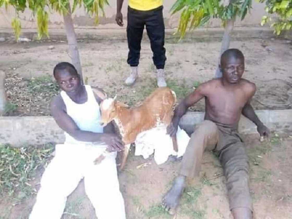 Kwana dubu na barawo, kwana daya na mai kaya: an kama barayin Awaki a Gombe (Hotuna) Kwana dubu na barawo, kwana daya na mai kaya: an kama barayin Awaki a Gombe (Hotuna)