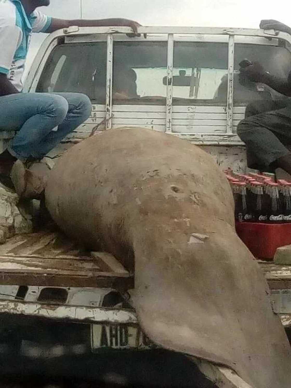 Nigerian man shares photos of a huge strange fish caught in Rivers state (photos)