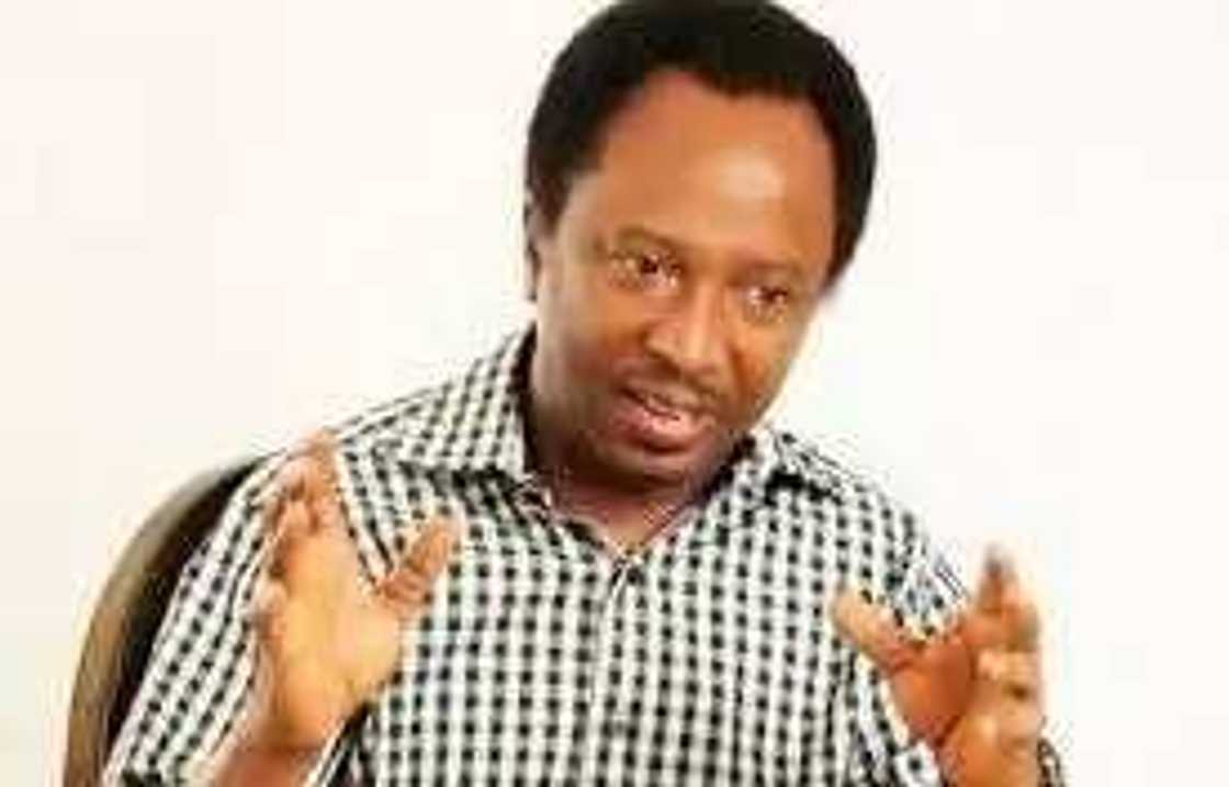 Dalilin da yasa na zagi shugaba Buhari, Sanata Shehu Sani yayi magana