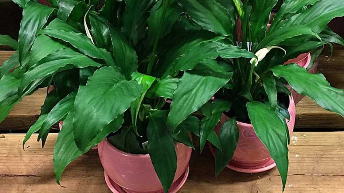 Kiwon Lafiya: Shukoki da zaku iya sanya wa a daka, masu gyara iska Kiwon Lafiya: Shukoki da zaku iya sanya wa a daka, masu gyara iska