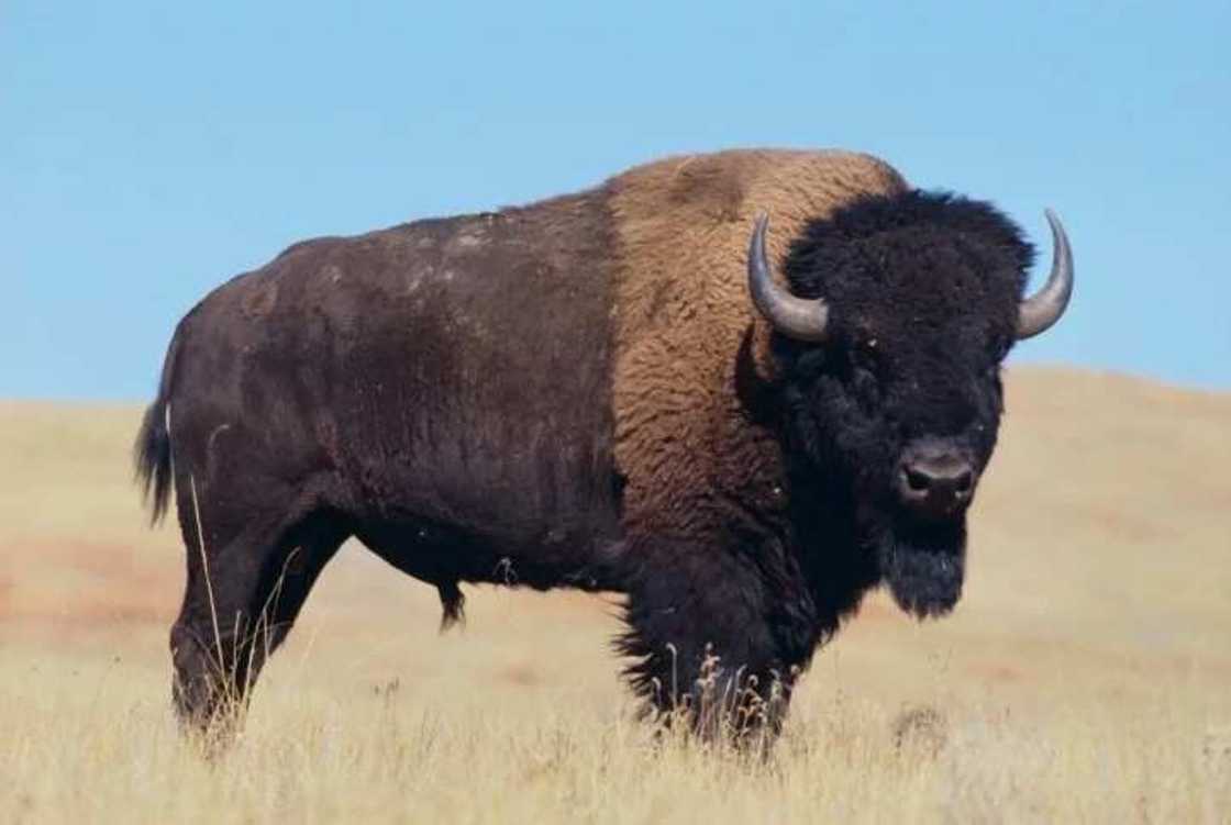 4. Bison 4. Bison