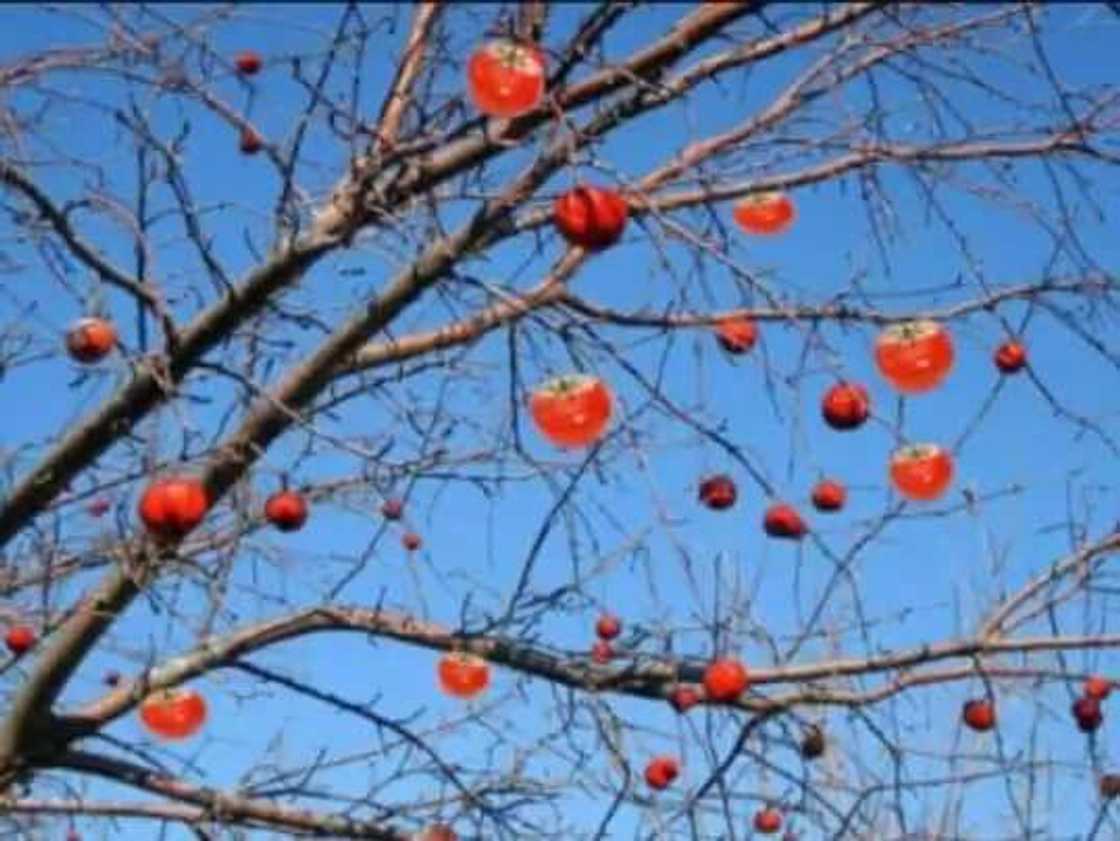 Tofa! Masana sun kirkiro wata bishiya mai bayar da Tofa! Masana sun kirkiro wata bishiya mai bayar da