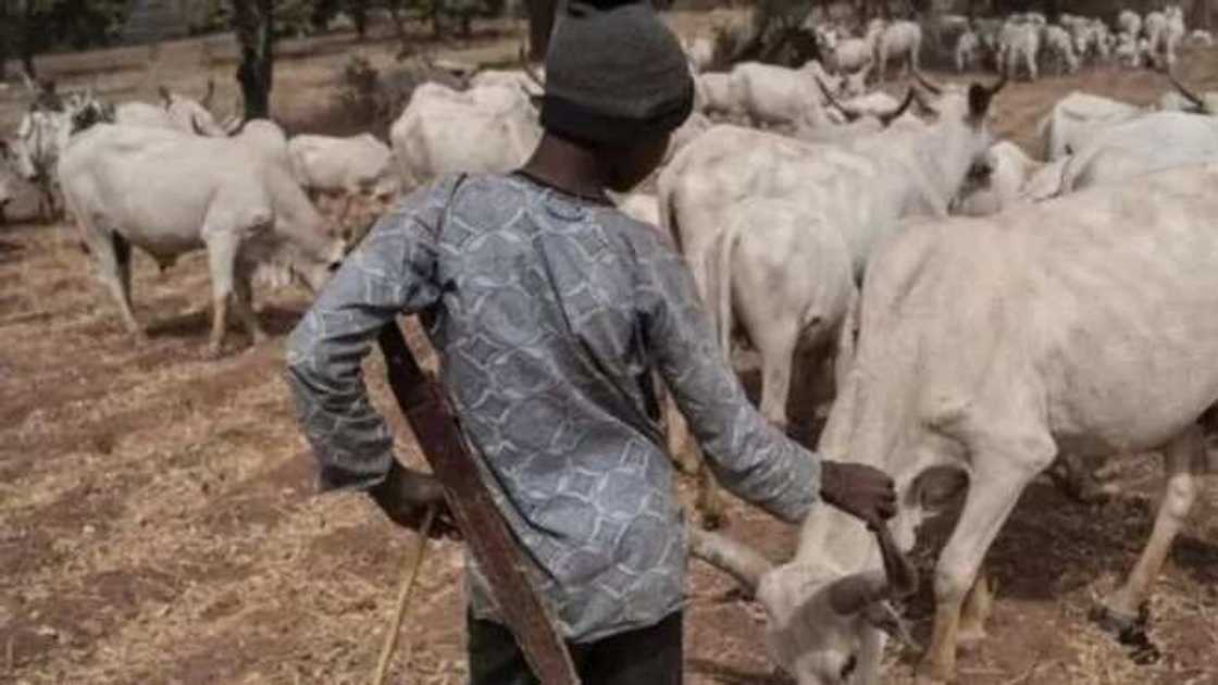 Kungiyar gwamnonin arewa sun goyi bayan kafa filayen kiwo Kungiyar gwamnonin arewa sun goyi bayan kafa filayen kiwo