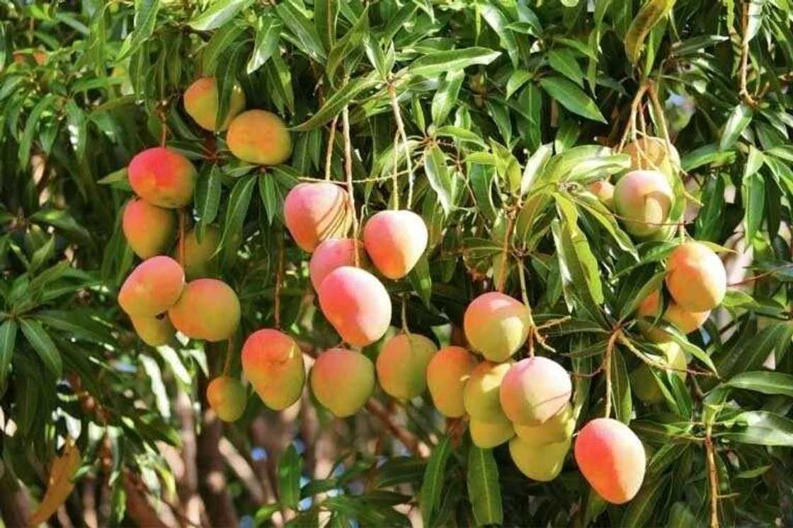 mango tree