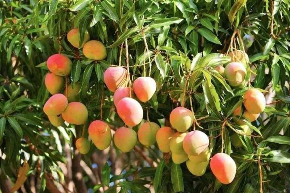 mango tree mango tree