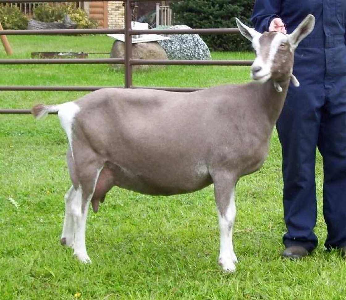 Toggenburg goats