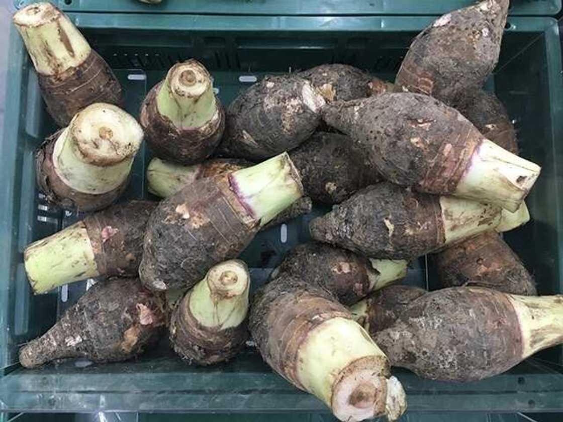 Agbo Jedi Jedi ingredients and recipes Agbo Jedi Jedi ingredients and recipes