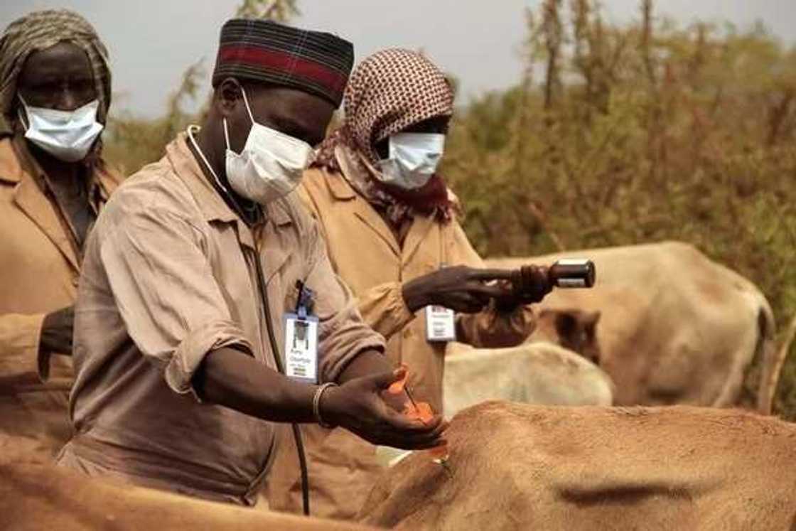 Prospect of livestock farming in Nigeria: livestock diseases Prospect of livestock farming in Nigeria: livestock diseases