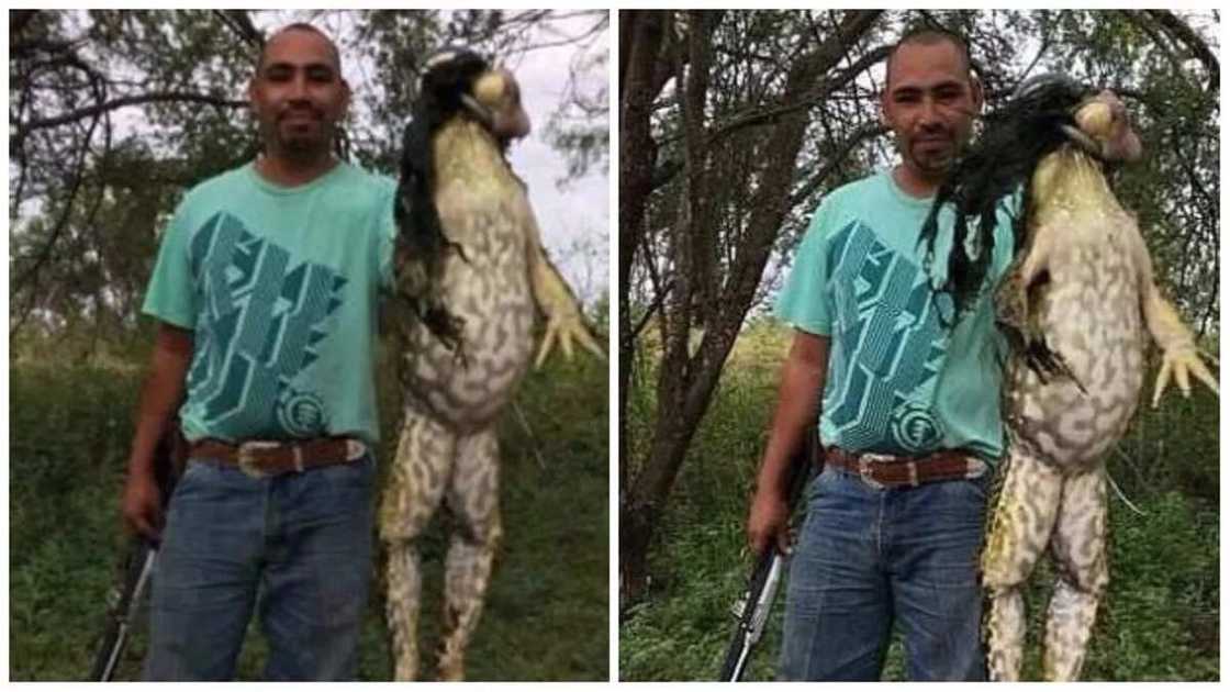 GIANT bullfrog GIANT bullfrog