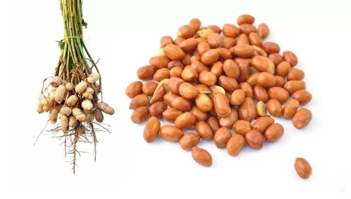 Difference between peanut and groundnut