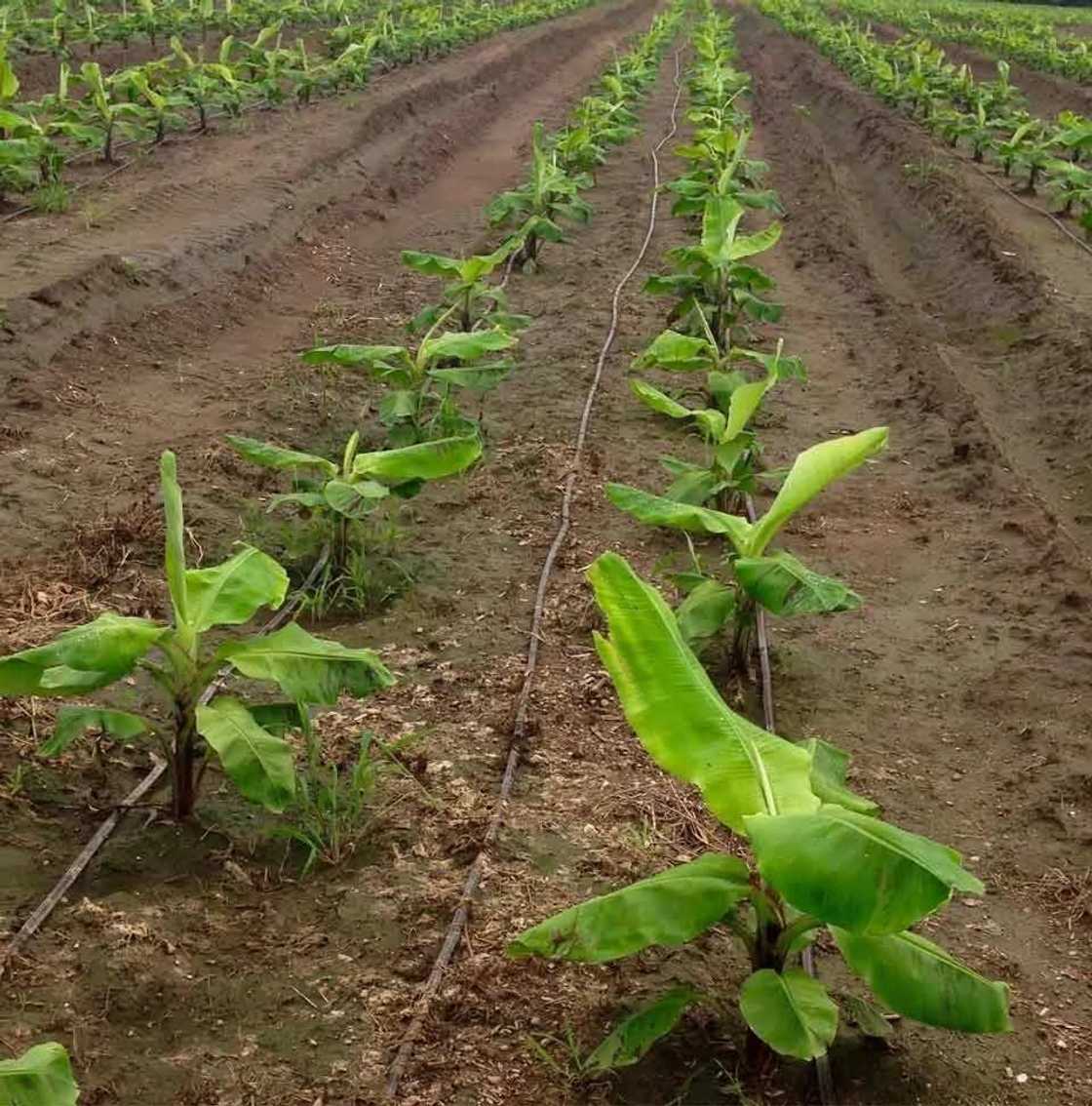 How long does it take for plantains to grow?