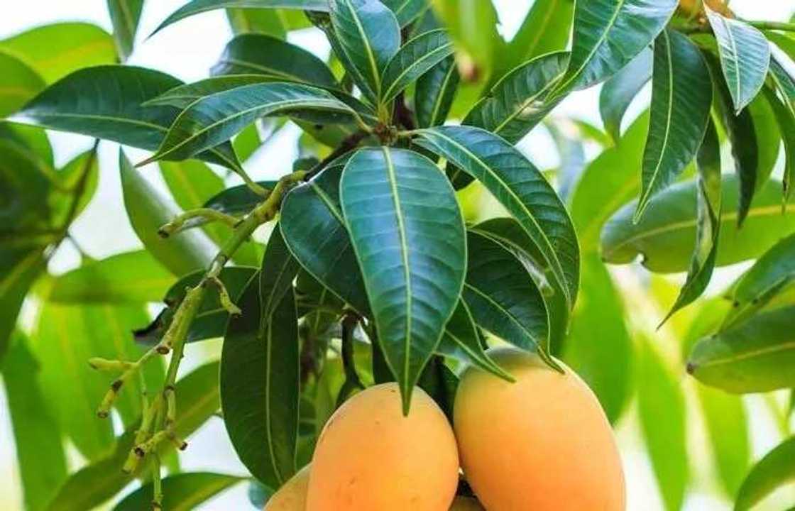 Benefits of mango leaves for weight loss1