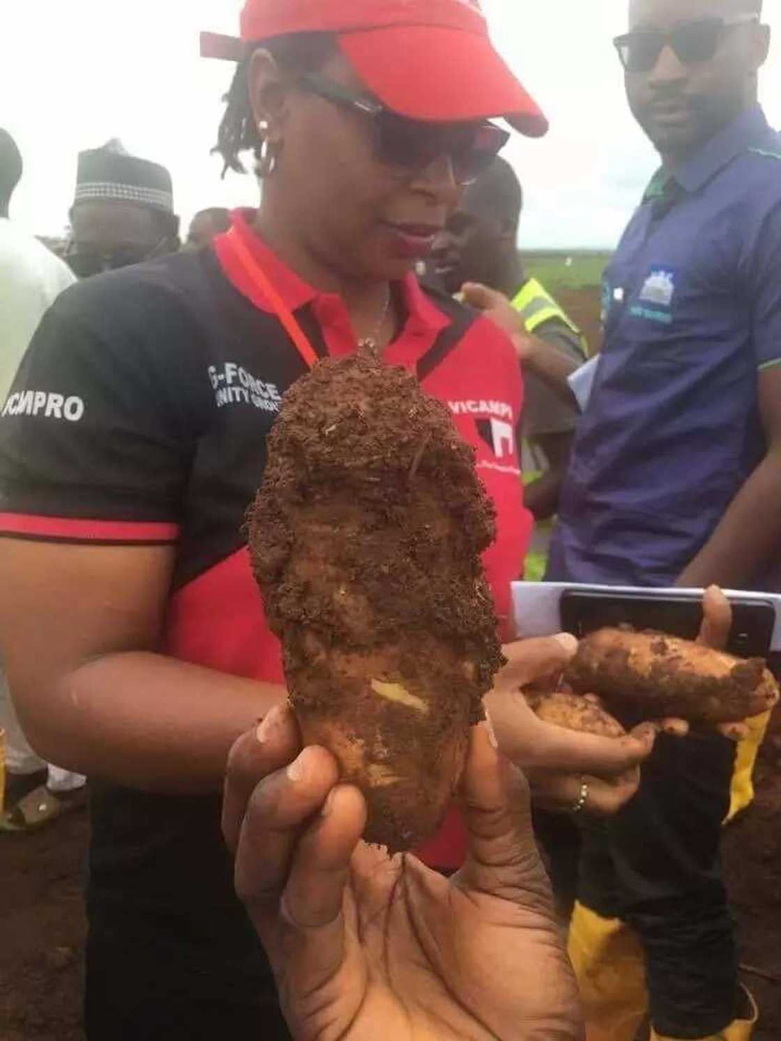 Noma tushen arziƙi: An samu wasu dankalin turawa masu girman Doya a Kaduna (HOTUNA) Noma tushen arziƙi: An samu wasu dankalin turawa masu girman Doya a Kaduna (HOTUNA)