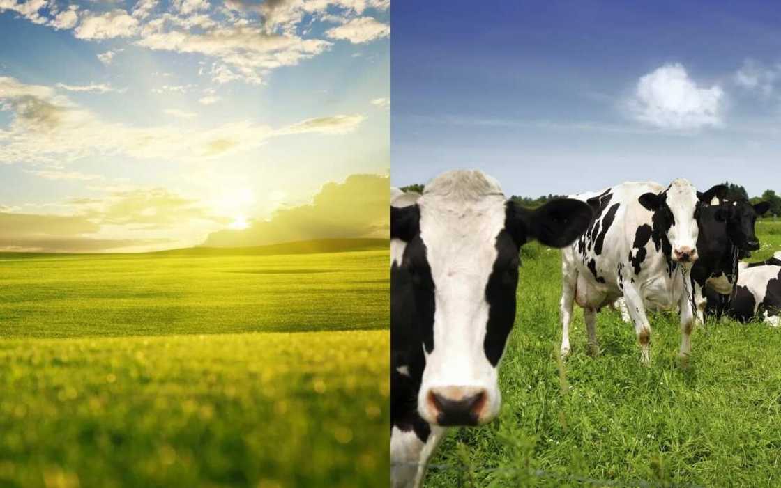 Ley pastures Ley pastures
