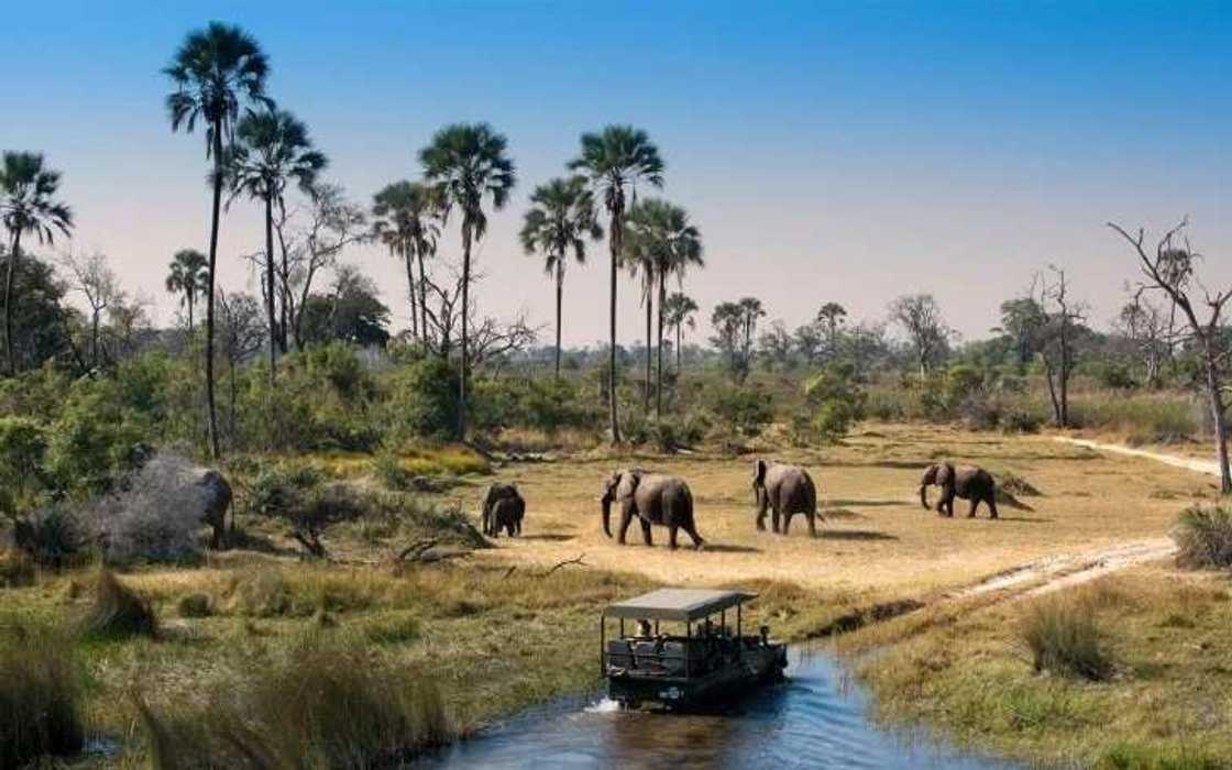 Botswana safari