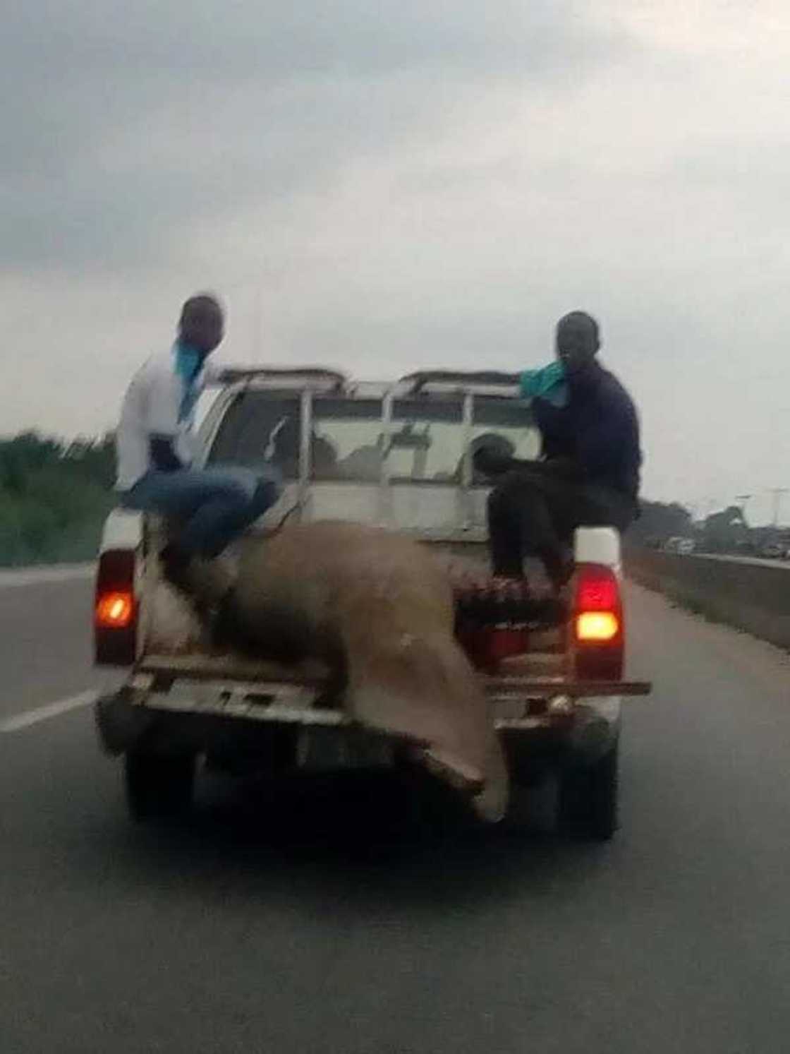 Nigerian man shares photos of a huge strange fish caught in Rivers state (photos) Nigerian man shares photos of a huge strange fish caught in Rivers state (photos)