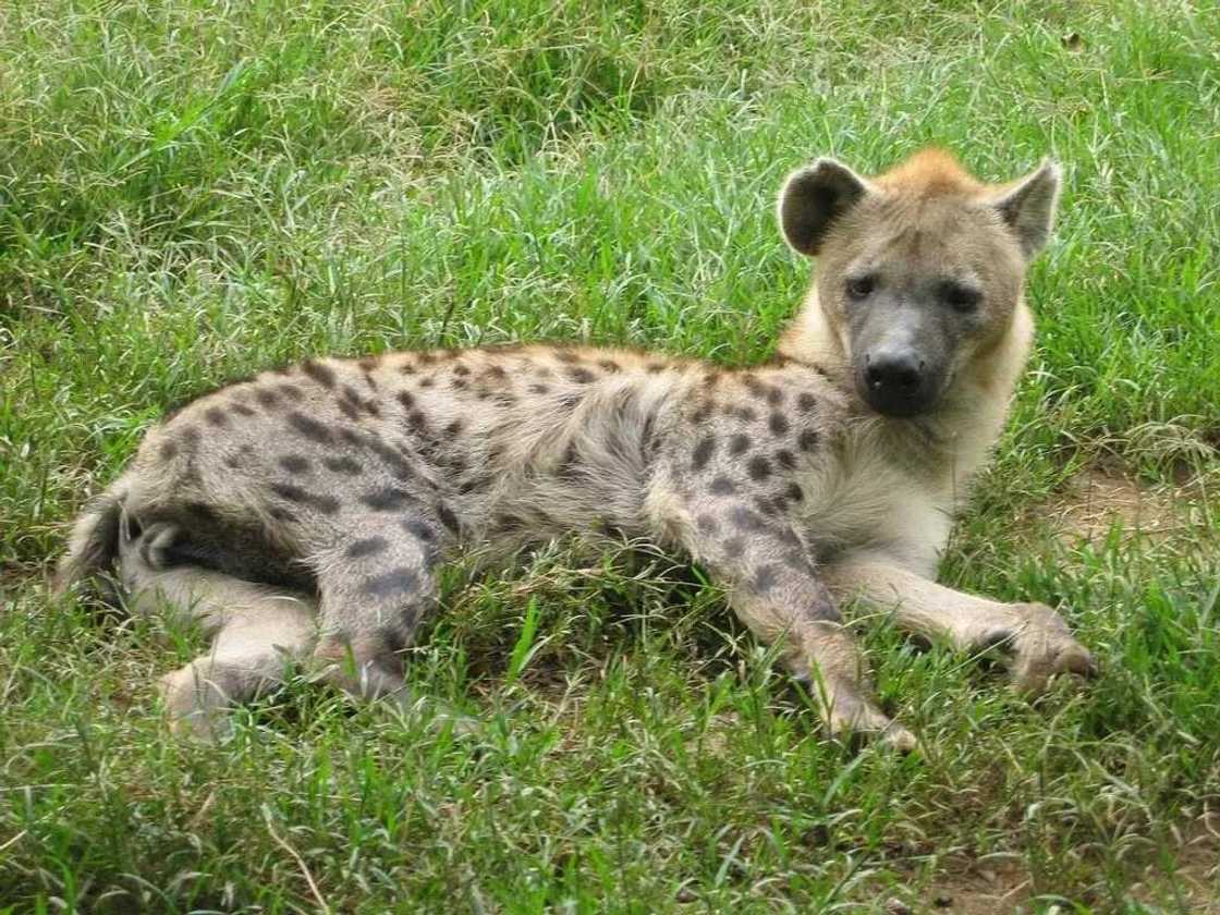 Forest Reserve in Nigeria today Forest Reserve in Nigeria today