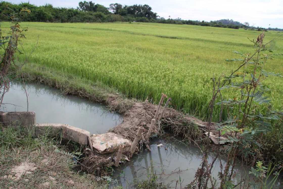 Dry season farm near river