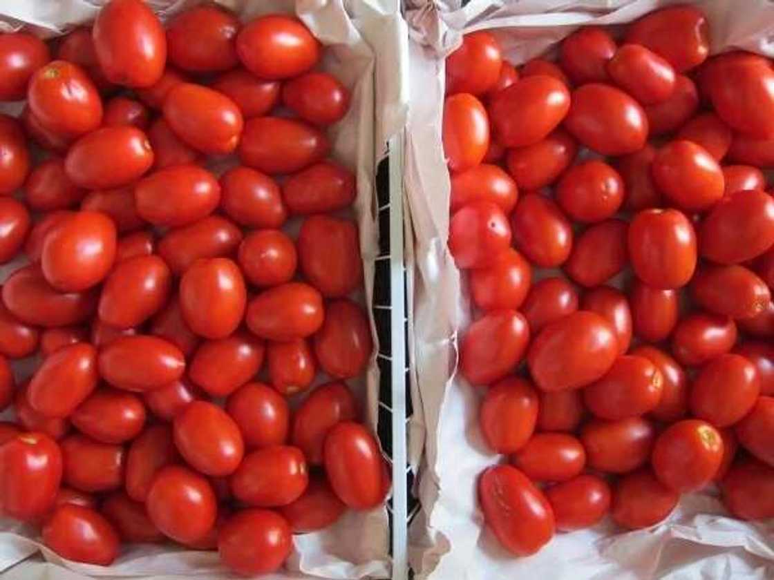 Labari mai dadi: Mata a jihar Bauchi sun samar da hanyar gargajiya ta sarrafawa da adana Tumatir Labari mai dadi: Mata a jihar Bauchi sun samar da hanyar gargajiya ta sarrafawa da adana Tumatir