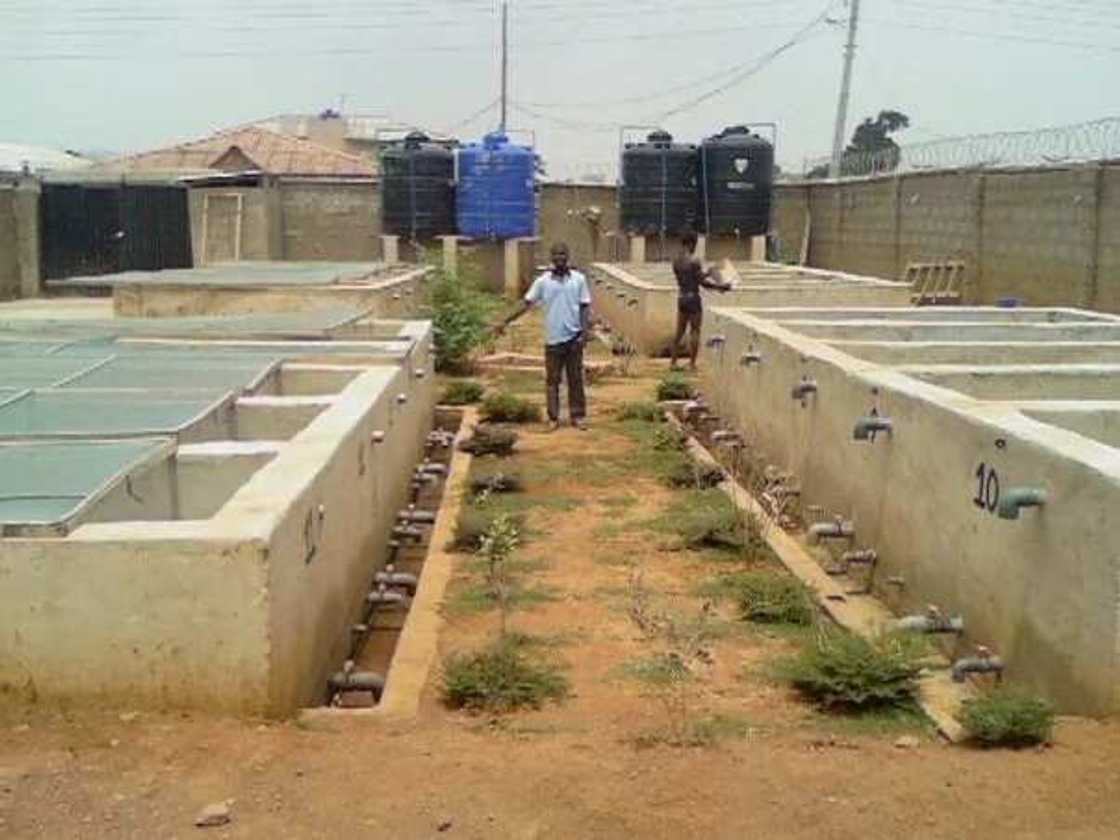 Catfish farming concrete tanks Catfish farming concrete tanks