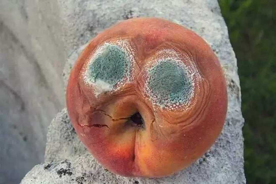 Mold on fruit Mold on fruit