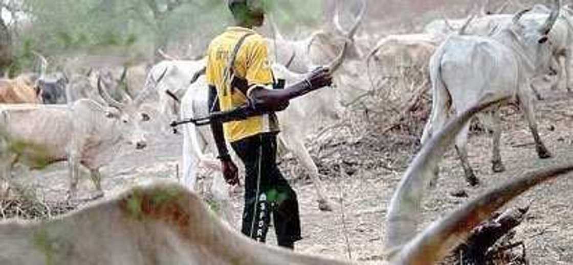 Analysis: The deadly influx of Fulani herdsmen in Nigeria Analysis: The deadly influx of Fulani herdsmen in Nigeria