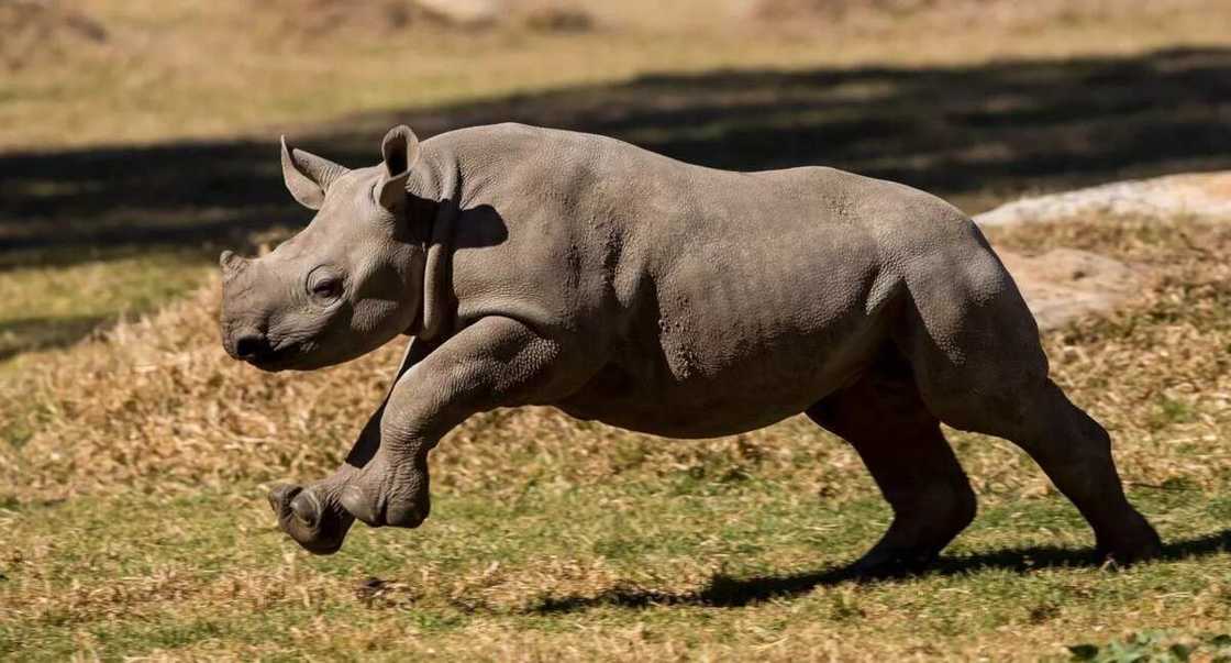 Black Rhino