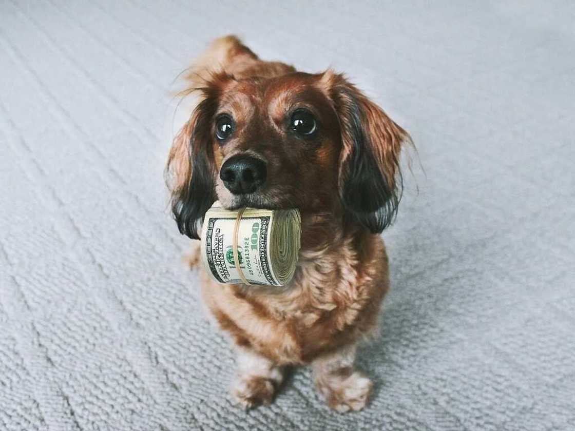 Bidiyo: Wani jarumin mutum ya kwato karensa daga bakin Guzan da ya so yin kalaci da shi Bidiyo: Wani jarumin mutum ya kwato karensa daga bakin Guzan da ya so yin kalaci da shi