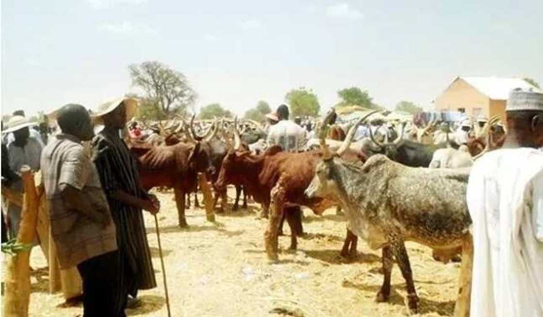 5 cheapest cattle markets in Nigeria 5 cheapest cattle markets in Nigeria