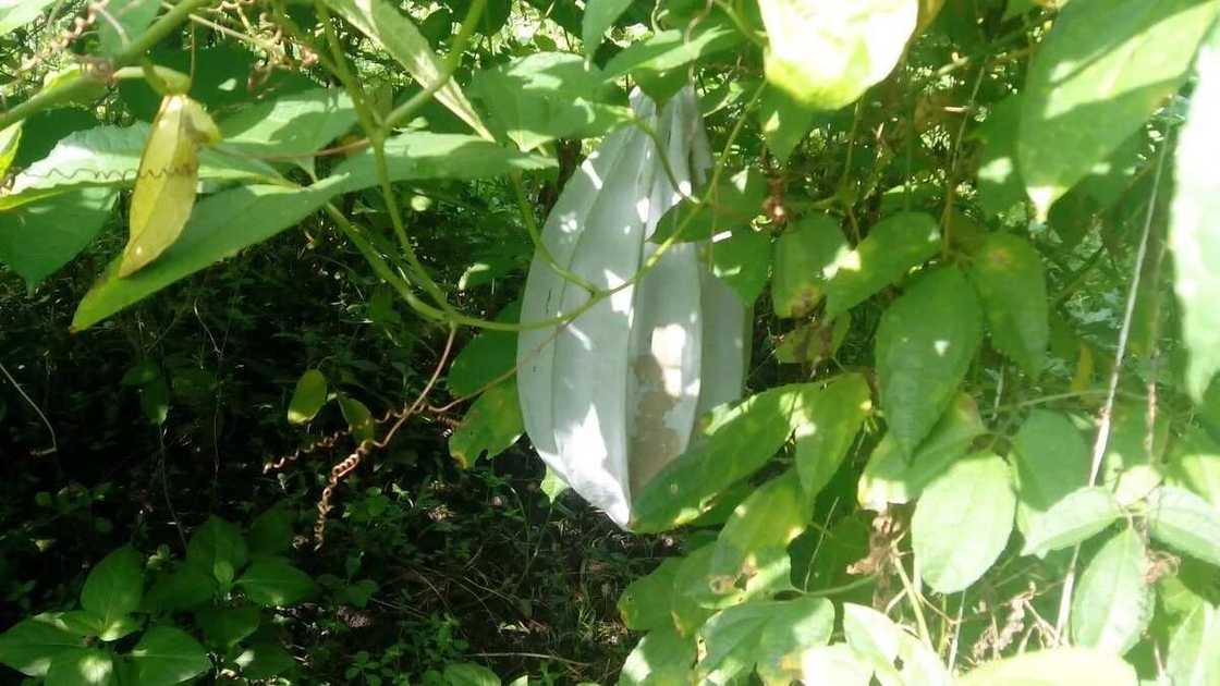 benefits of ugu leaves benefits of ugu leaves