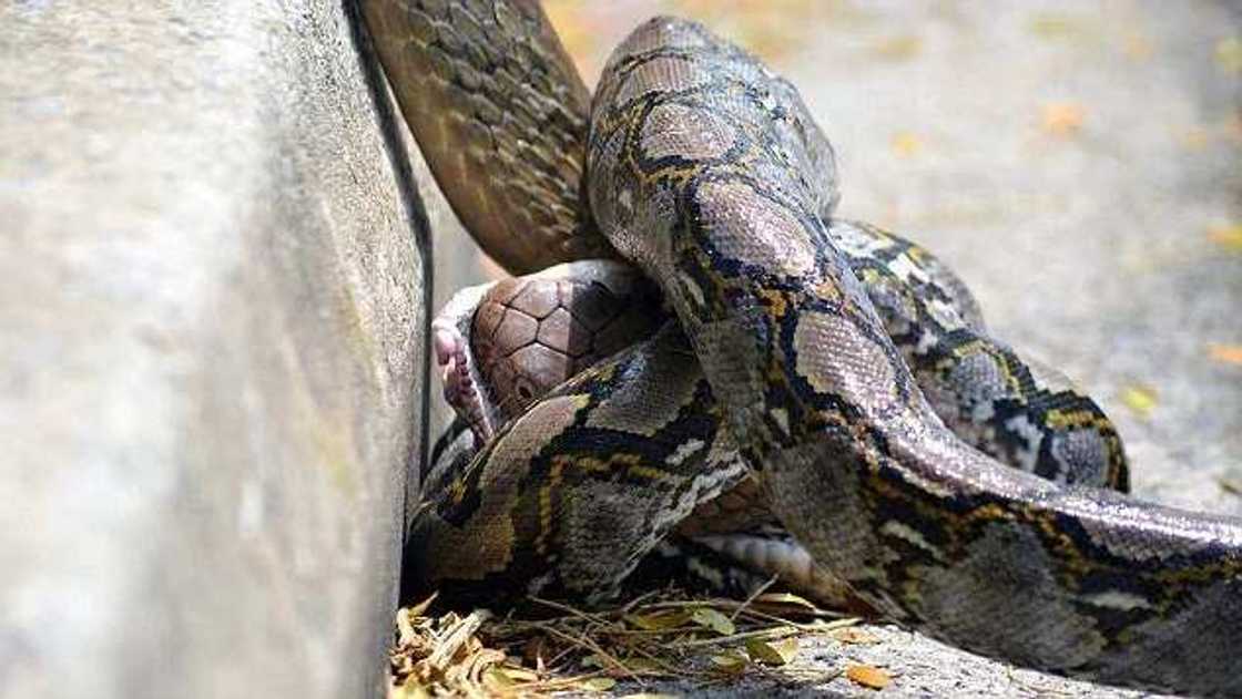 Wata katuwar macijiya tayi kokarin cin kada Wata katuwar macijiya tayi kokarin cin kada