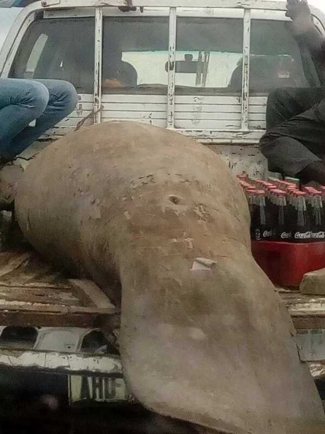 Nigerian man shares photos of a huge strange fish caught in Rivers state (photos)