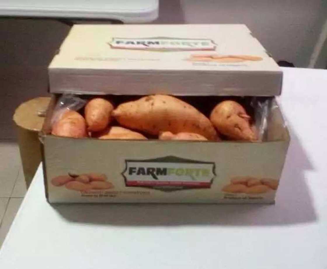 Agriculture startup, Farmforte put Nigeria on the global spotlight Agriculture startup, Farmforte put Nigeria on the global spotlight