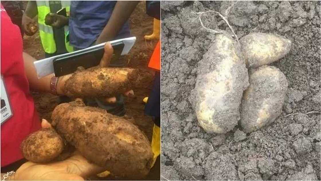 Noma tushen arziƙi: An samu wasu dankalin turawa masu girman Doya a Kaduna (HOTUNA) Noma tushen arziƙi: An samu wasu dankalin turawa masu girman Doya a Kaduna (HOTUNA)