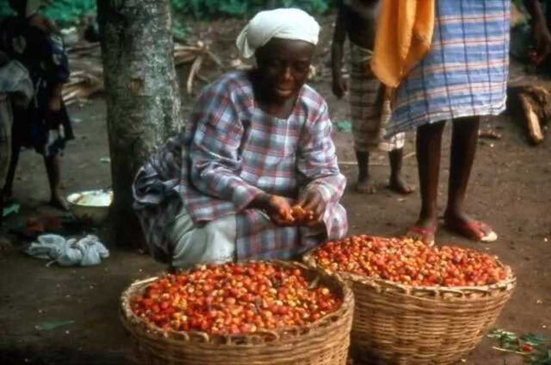 Companies that buy palm oil in Nigeria