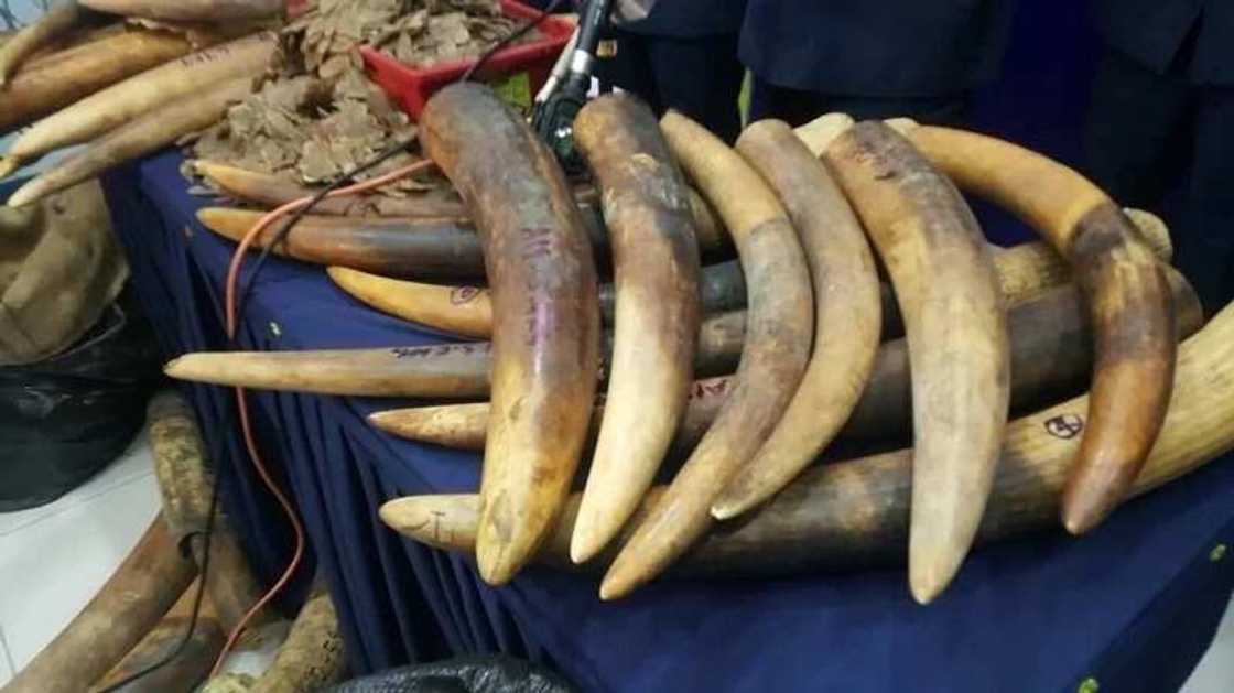 Hukumar ta kama haure da toron giwa na fiye da biliyan ciki wata biyu Hukumar ta kama haure da toron giwa na fiye da biliyan ciki wata biyu