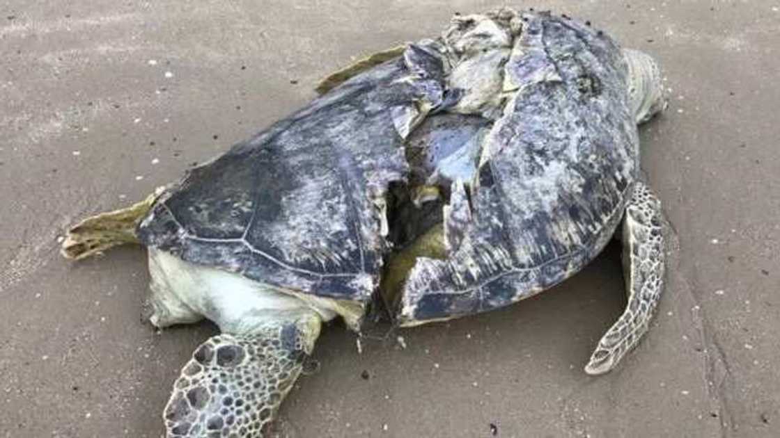 Photos: Rare breed gigiantic turtle found dead at beach Photos: Rare breed gigiantic turtle found dead at beach