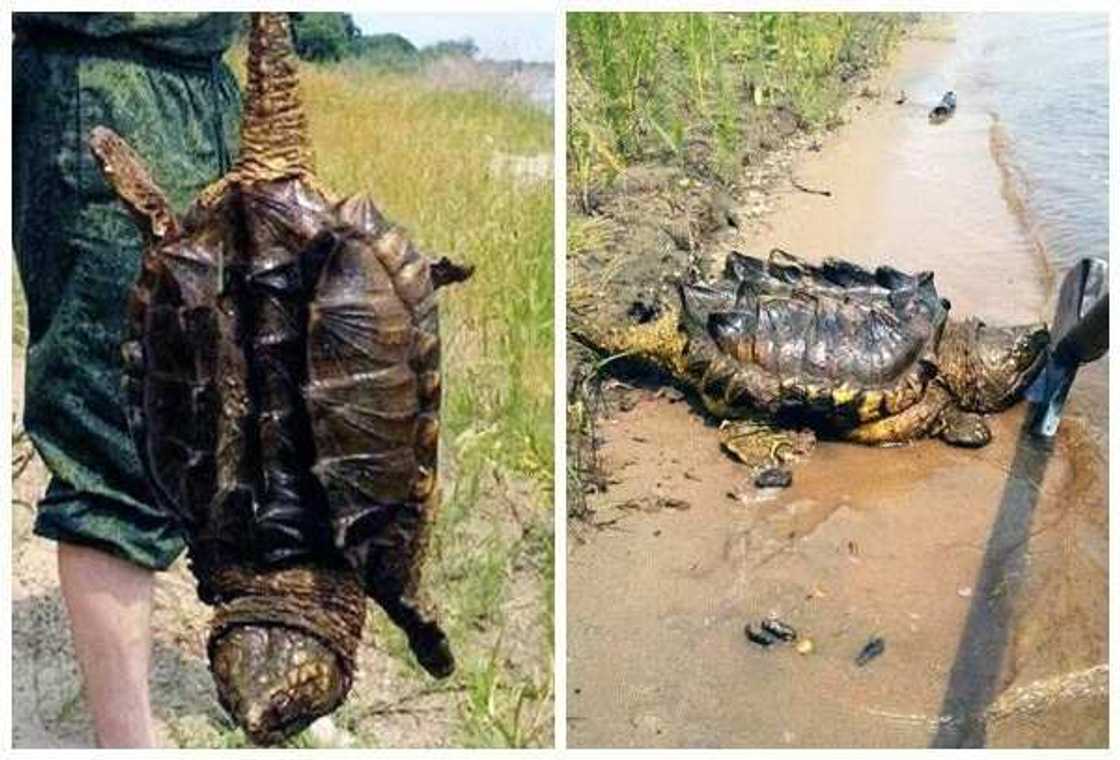Giant Alligator Snapping Turtle Found In Russia's River Giant Alligator Snapping Turtle Found In Russia's River