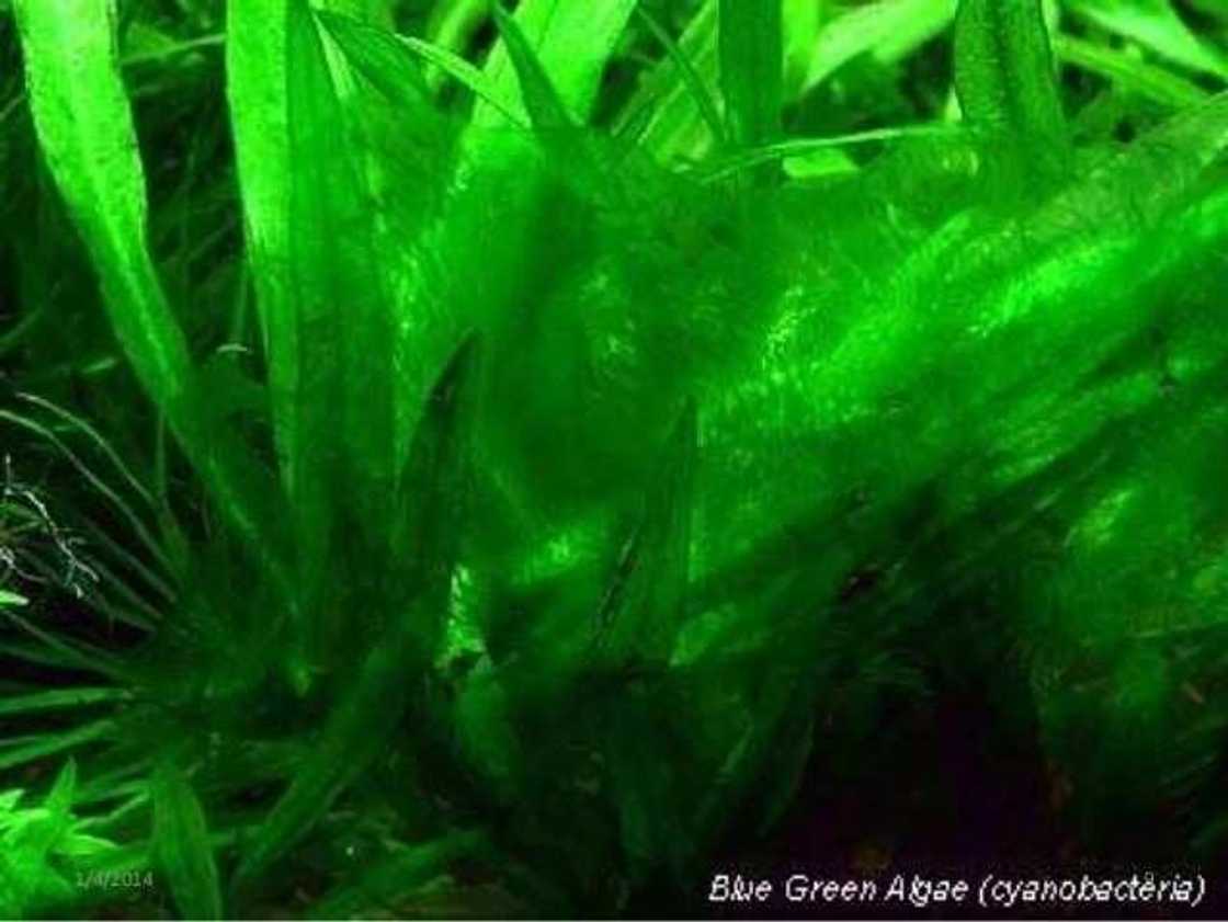 Blue-green algae