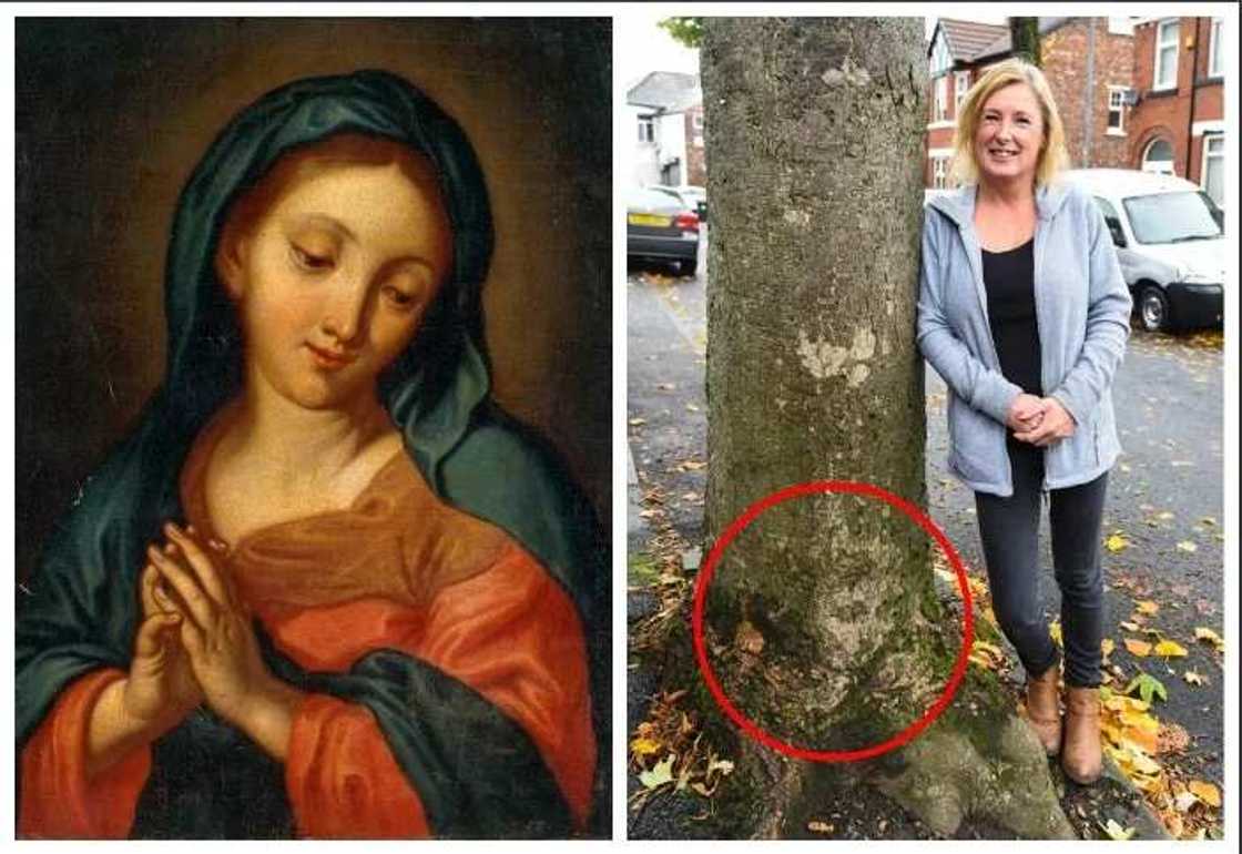Woman Discovers Virgin Mary In Tree Outside House Woman Discovers Virgin Mary In Tree Outside House